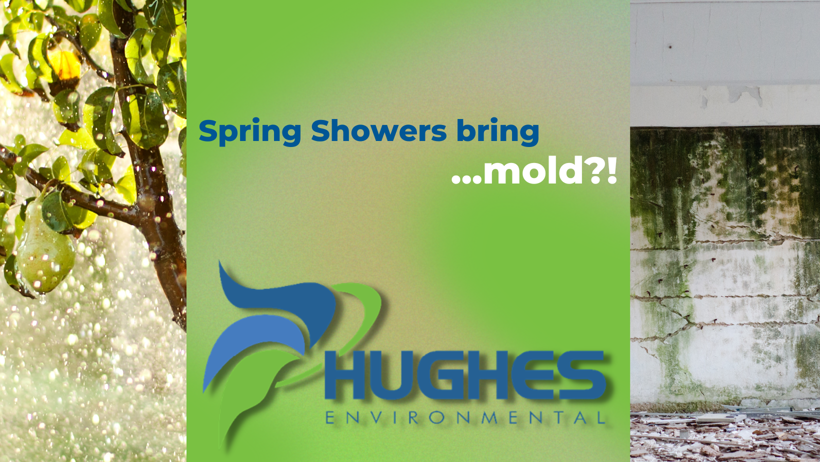 Spring Showers bringmold?!